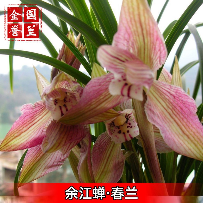 余江蝉金誉国兰四川兰花原生种兰花苗盆栽好养好发货自然养殖