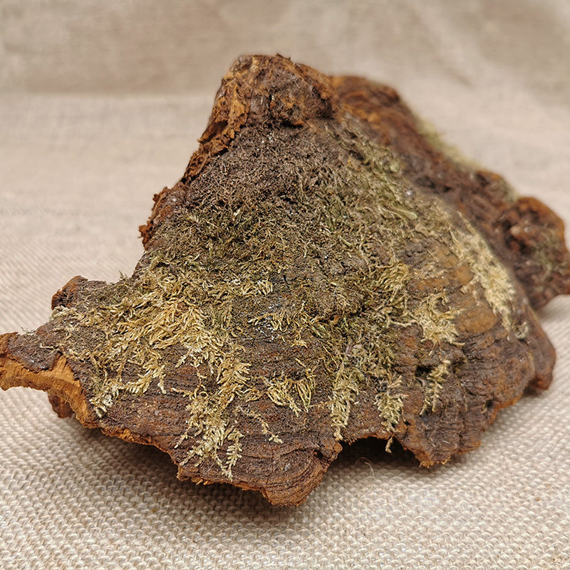 特大野生松针层孔菌松生红缘灵芝红缘泡茶泡酒干货500克切片打粉