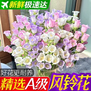 【巨可爱】风铃鲜花批发云南基地直水培水养家用插花卉花期长好养