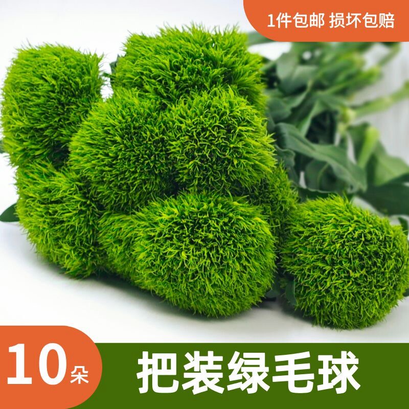 新鲜绿毛球鲜花家庭插花水养送人真花束酒店西餐装饰摆盘云南昆明