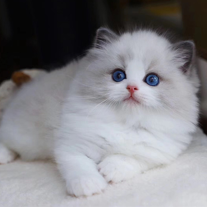 澳门纯种英短蓝猫银渐层幼猫金吉拉蓝白宠物猫咪虎斑布偶猫咪活体