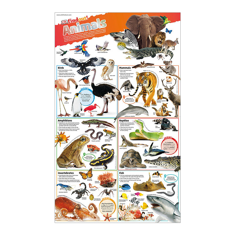 英文原版 dk findout!