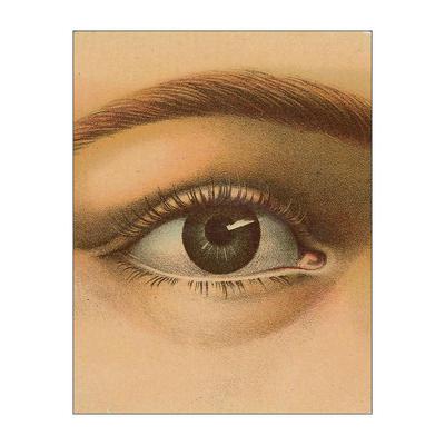 英文原版 John Derian Picture Book 约翰德里安画集1 精装 英文版 进口英语原版书籍