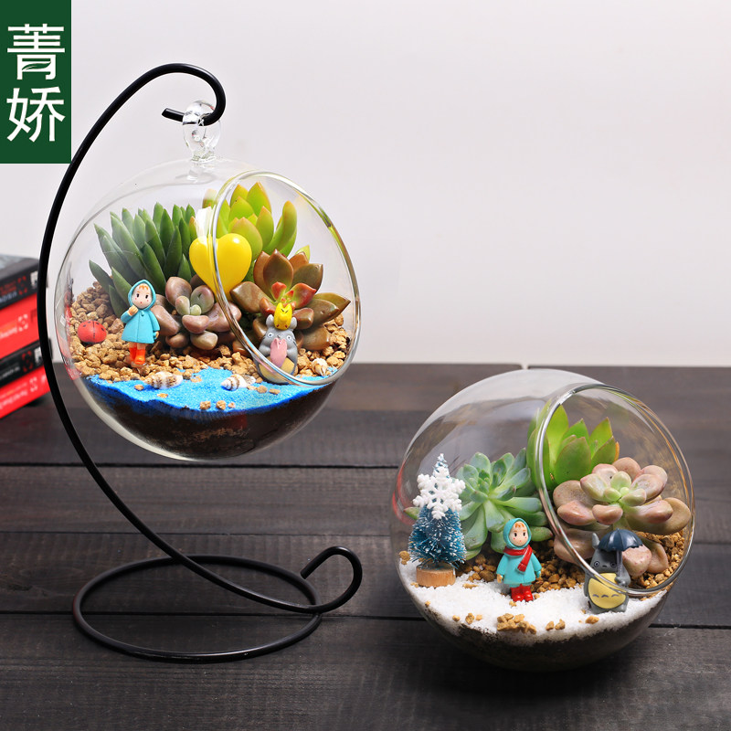 12cm室内新鲜多肉植物小盆栽器微景观摆件 生态玻璃瓶球缸diy材料
