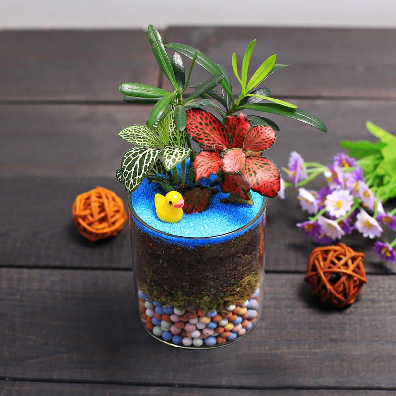 diy六一套装直筒微景观生态瓶