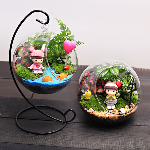 diy12cm鲜活材料套装苔藓植物