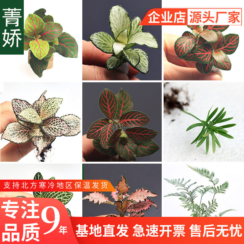 苔藓微景观生态瓶 DIY材料鲜活绿植网纹草办公室内小盆栽迷你植物