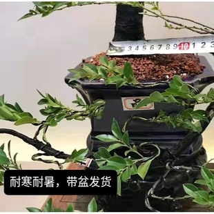 小叶紫檀花盆景树桩植物卉盆阳栽办012公室绿植台黑骨茶树苗四常