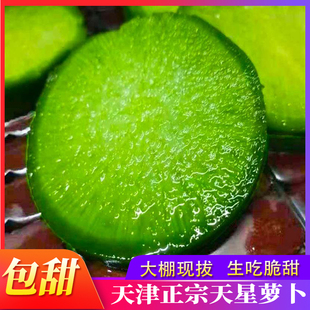 天津沙窝萝卜正宗特产新鲜生吃绿皮青大水果型脆甜非潍坊县5斤