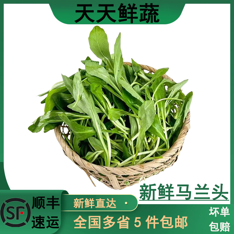 新鲜马兰头野菜上海崇明马兰头叶菜山坡菜鸡儿肠农家时令蔬菜凉拌