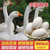 农家散养新鲜大个土鹅蛋现捡现发12枚鹅蛋孕妇祛胎毒营养特大精选