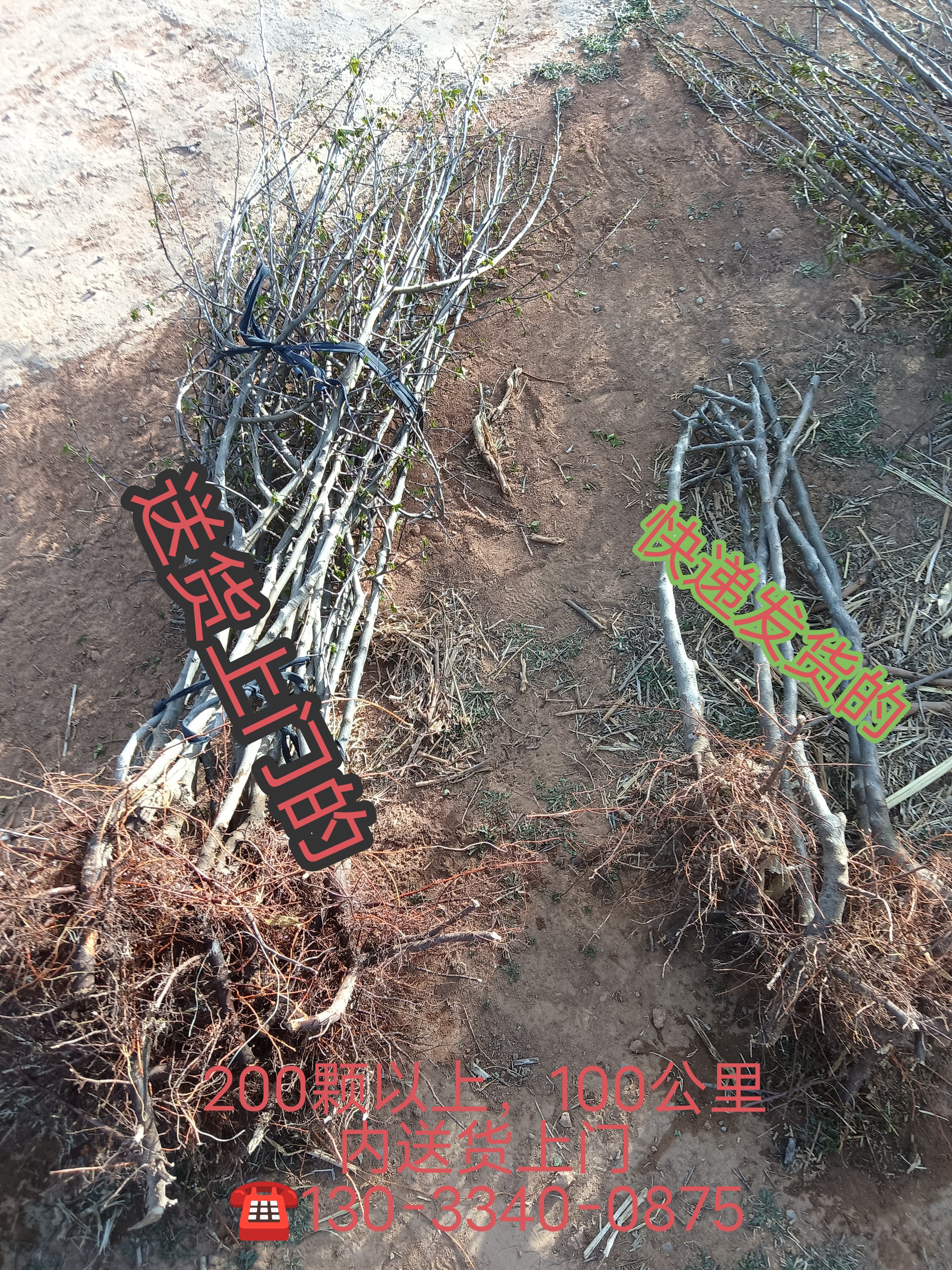 大海红果树苗 果树结果 果瓣子花艺材料