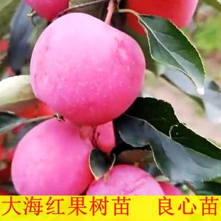 大海红果树苗 果树结果 果瓣子 海红子 果半子 果树庭院钙果包邮