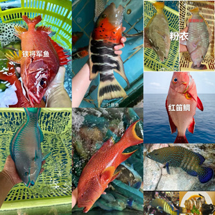 西沙野捕 珊瑚鱼  活鱼放血速冻   鱼种随机搭配发货