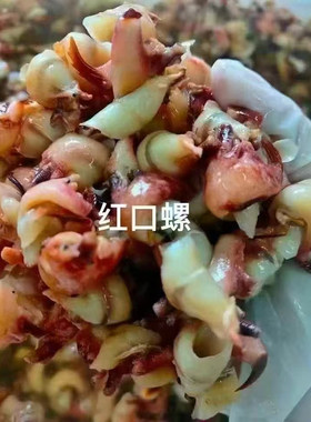 南海红口螺 螺肉鲜甜 一斤包邮到家