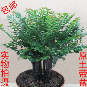 小叶紫檀盆景树桩树苗多桩黑檀木室内客厅桌面绿植花卉盆栽吸甲醛