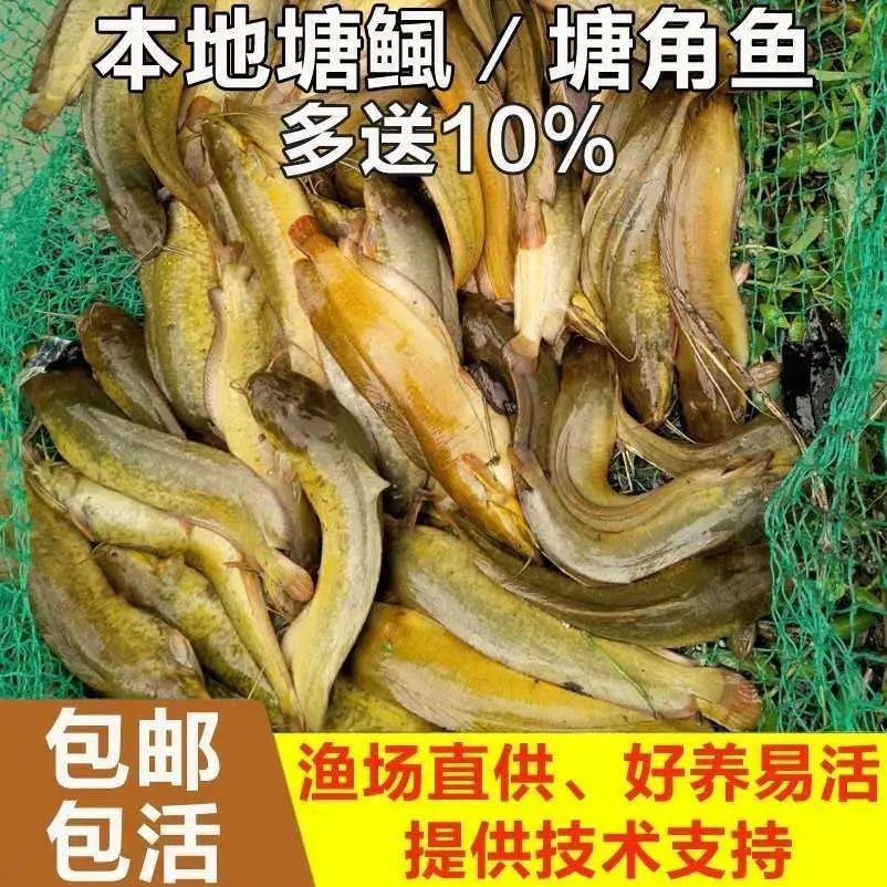 本地塘鲺鱼苗塘角鱼苗三黄塘角鱼滑鱼八胡子鱼大口鲶