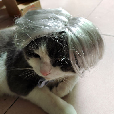 猫咪蔡徐坤假发中分发型狗狗通用