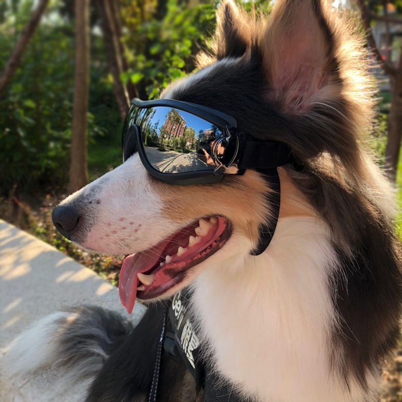 扮酷中大型犬防风防晒护目镜