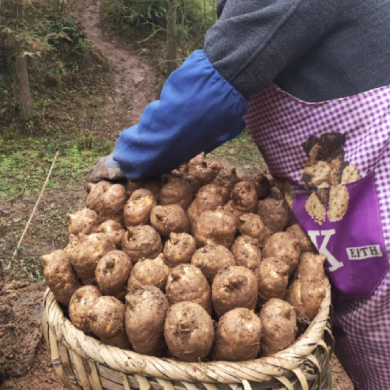 正宗昭通新鲜天麻云南土特产天麻产地直销特级仿野生天麻真空装