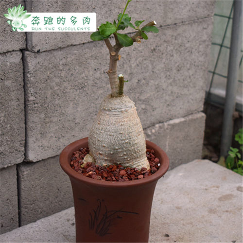 耐寒的多肉植物销量排行榜 耐寒的多肉植物品牌热度排名 小麦优选