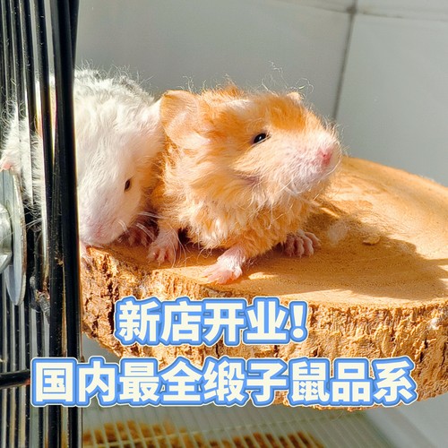各色缎子鼠新西兰进口长毛卷毛迷你花枝鼠活宠家养宿舍学生网红