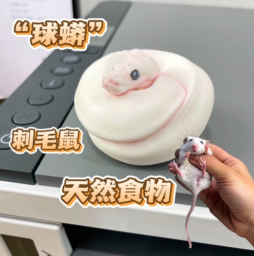 非洲软毛鼠刺毛鼠另类宠物活体进口新宠包邮学生宿舍