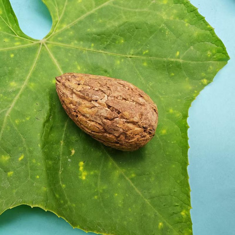 千眼菩提原籽菩提子手把件原料图片