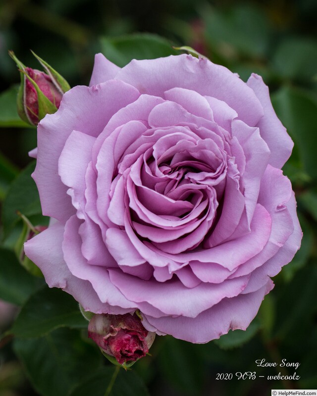 【城南月季】情歌  月季四季勤花紫色灌木大花庭院浓香盆栽花苗