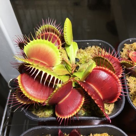猪笼草盆栽大型食人花食虫花捕蝇草 价格 多少钱 优惠券 优惠信息 购物没得比官网