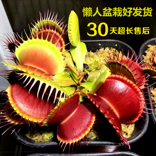 捕蝇草盆栽食人花食虫植物猪笼草捕虫草超大扑蝇草苗驱蚊绿植阳台