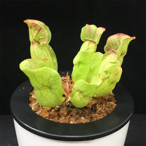 查尔逊紫瓶子草食植物驱蚊草盆栽