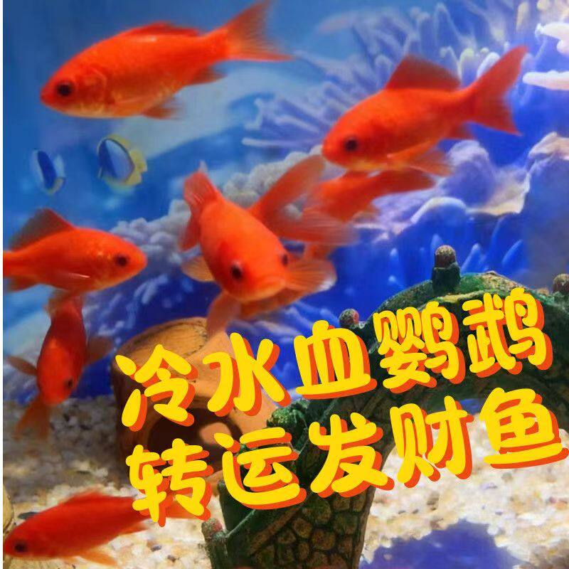 红鹦鹉血红纯种观赏鱼耐活好养黑色葡萄眼耐寒冷