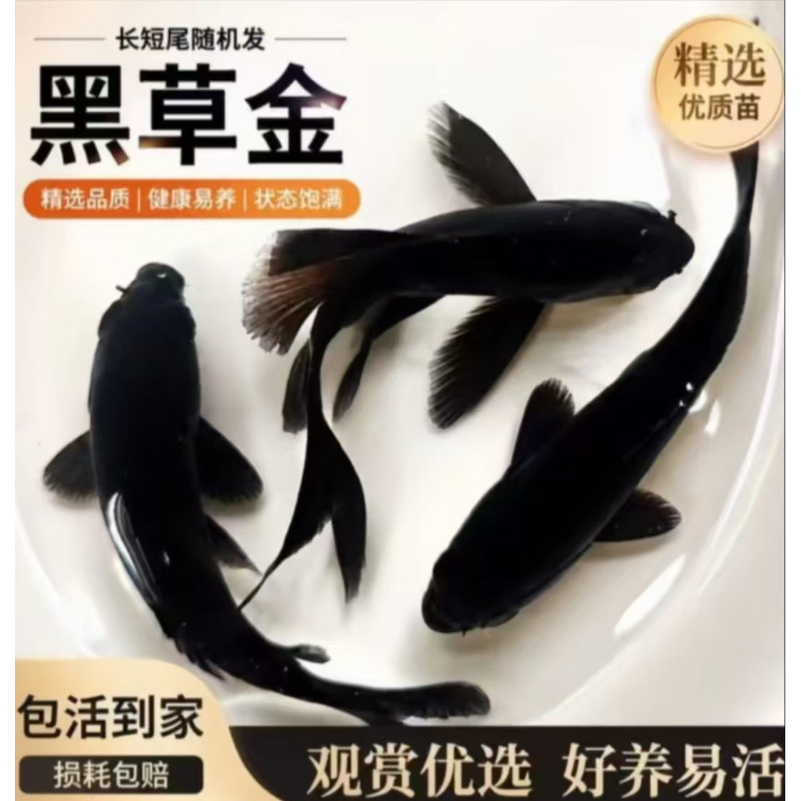纯种黑草金观赏鱼招财镇宅彗星淡水冷水好养耐活黑鱼自来水金鱼