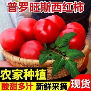 陕西泾阳正宗普罗旺斯西红柿孕妇新鲜水果当季沙瓤现摘番茄蔬菜