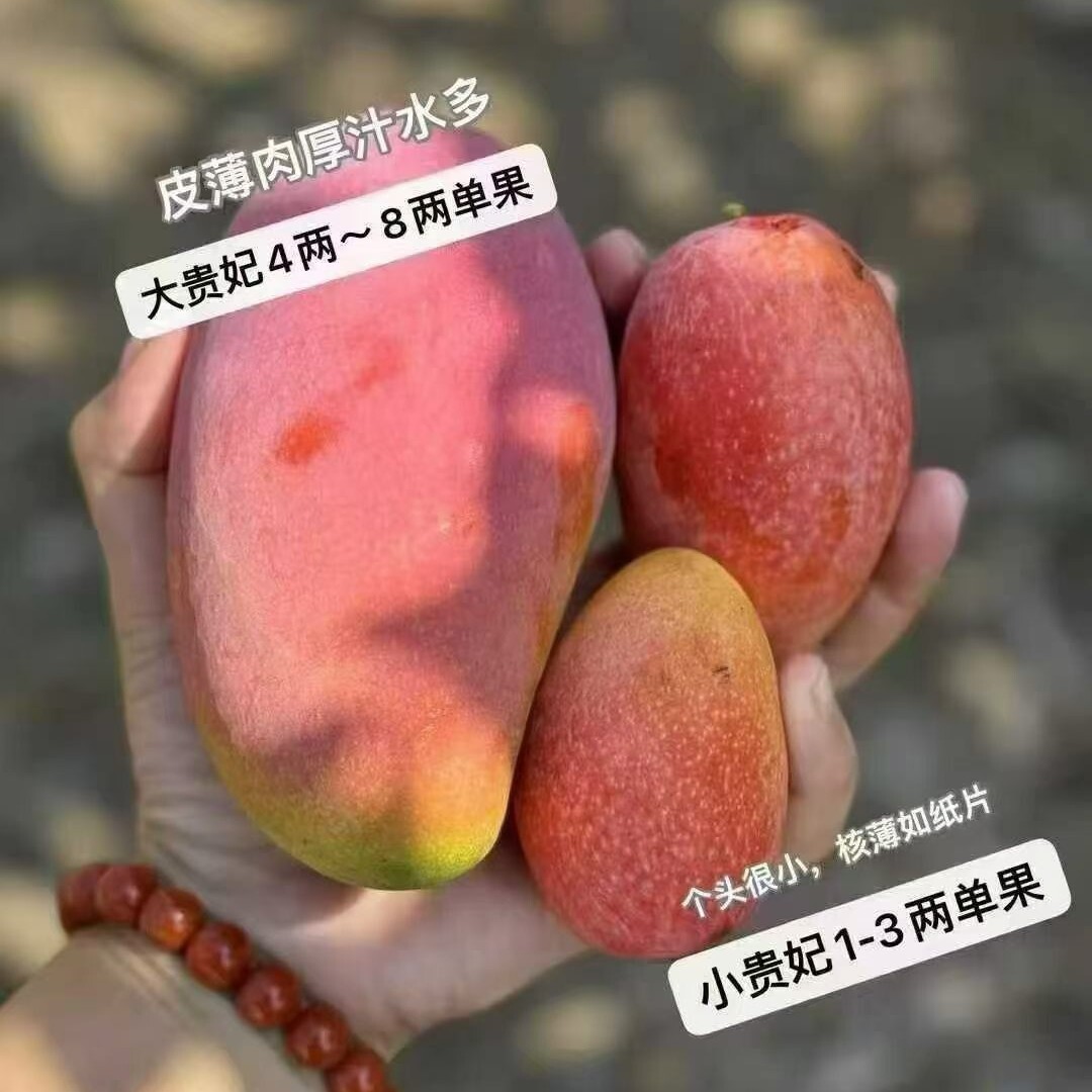 四川攀枝花贵妃芒果现摘新鲜米易大贵妃甜芒果当季新鲜水果10斤箱