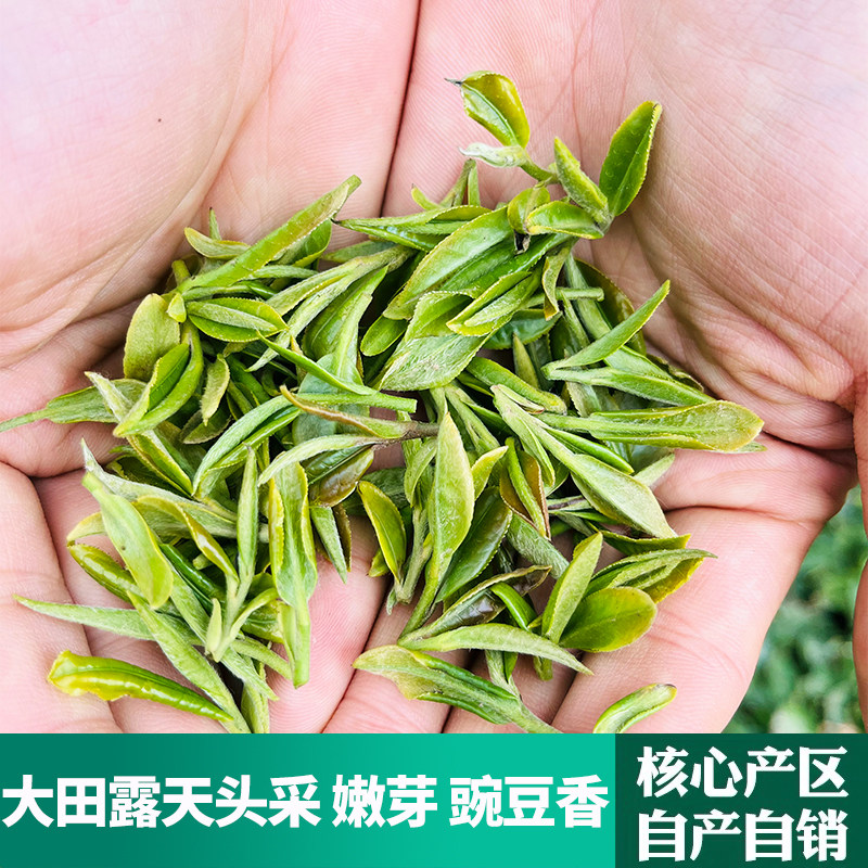 崂山绿茶2026新茶春茶叶特级特色产区绿茶