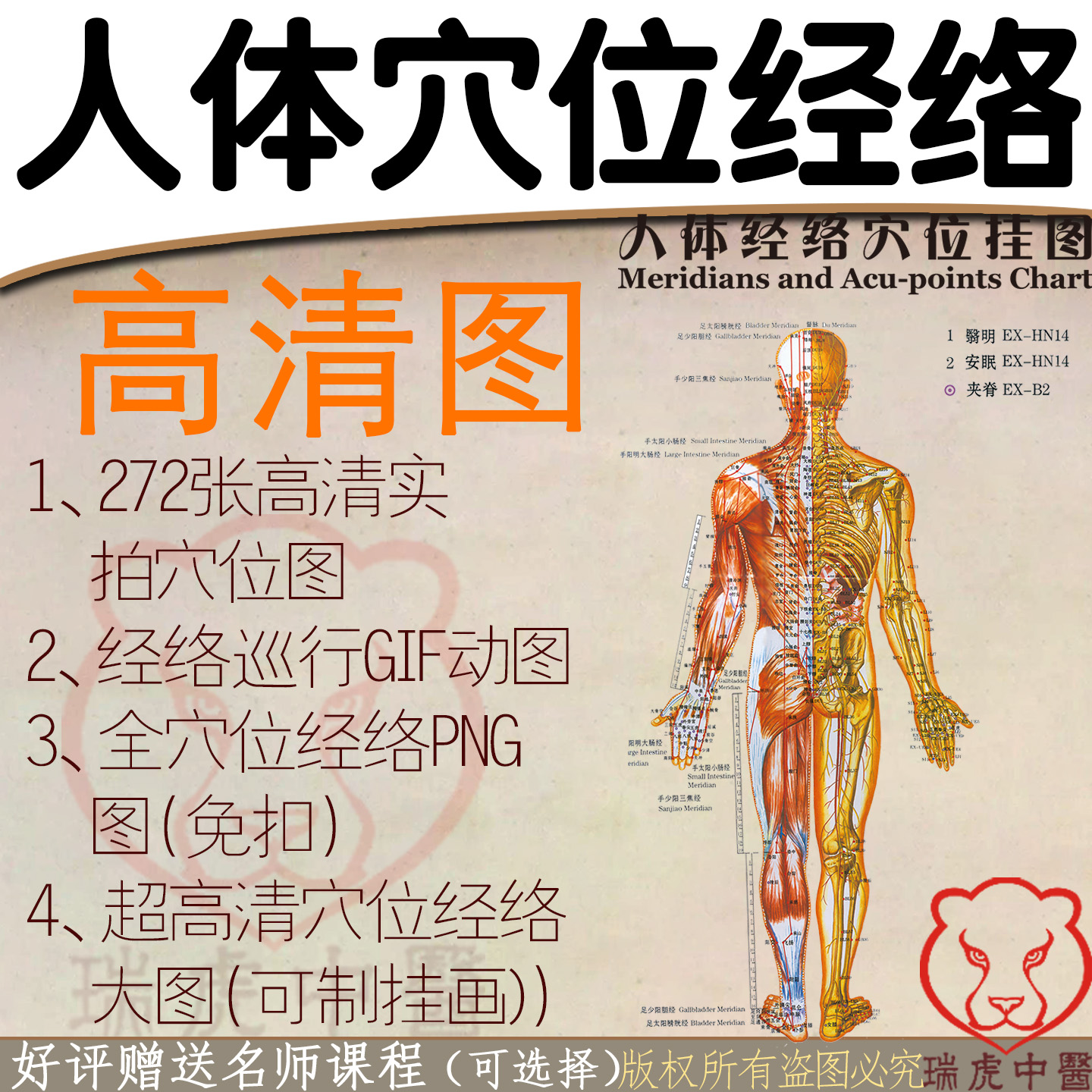 人体经络穴位图PNG巡运GIF动图超高清图片真人挂画女人男人电子版