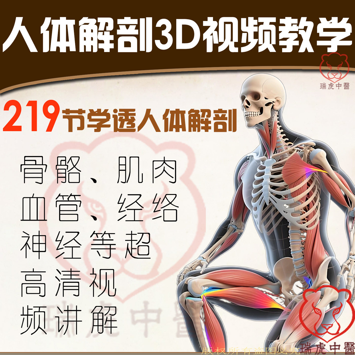 人体解剖学3D视频动画教学肌肉骨骼神经皮肤血管淋巴推拿正骨针灸
