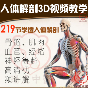 人体解剖学3D视频动画教学肌肉骨骼神经皮肤血管淋巴推拿正骨针灸