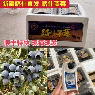 新疆喀什蓝莓踏沙寻莓顺丰空运特快现摘现发孕妇水果