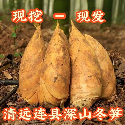 广东连州特产新鲜竹笋现挖嫩芽笋冬笋腌笃鲜嫩笋尖鲜笋子