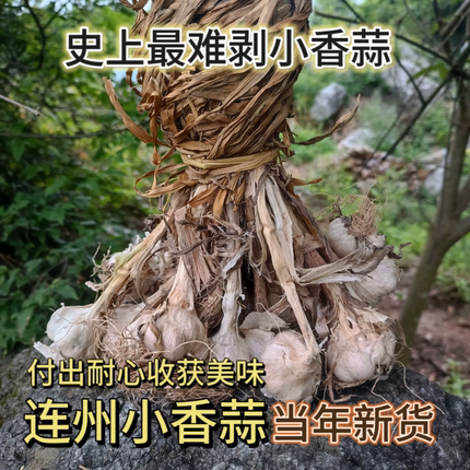 广东农家自种小香蒜火蒜头新干蒜可做蒜种独头大蒜非鲜带杆小蒜头