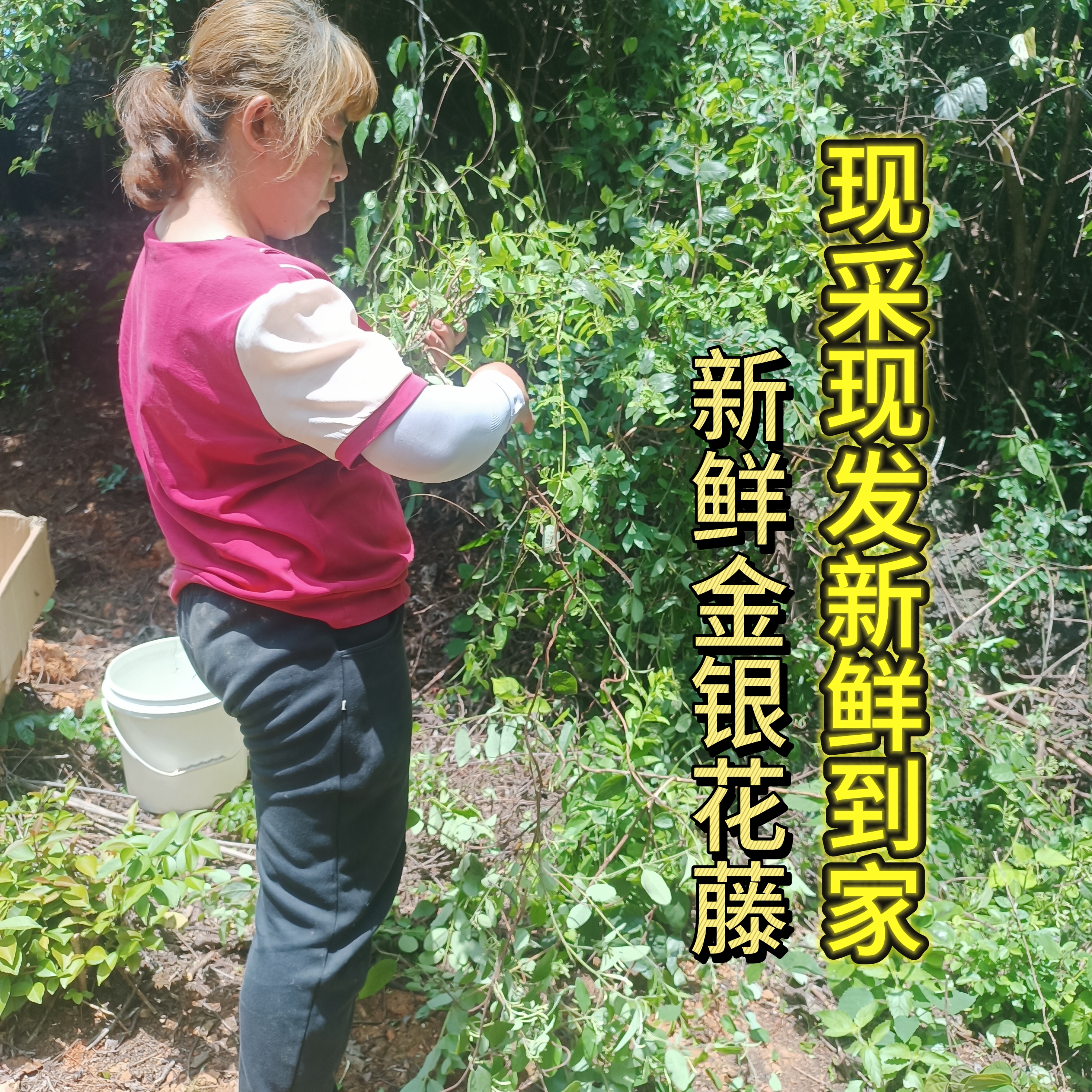 新鲜金银花藤宝宝婴儿泡澡清热去痱子忍冬藤500克包邮