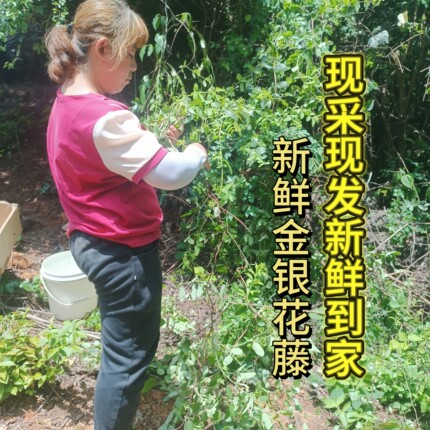 新鲜金银花藤宝宝婴儿泡澡清热去痱子忍冬藤500克包邮