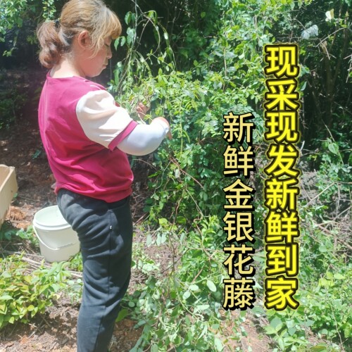 新鲜金银花藤宝宝婴儿泡澡清热去痱子忍冬藤500克包邮