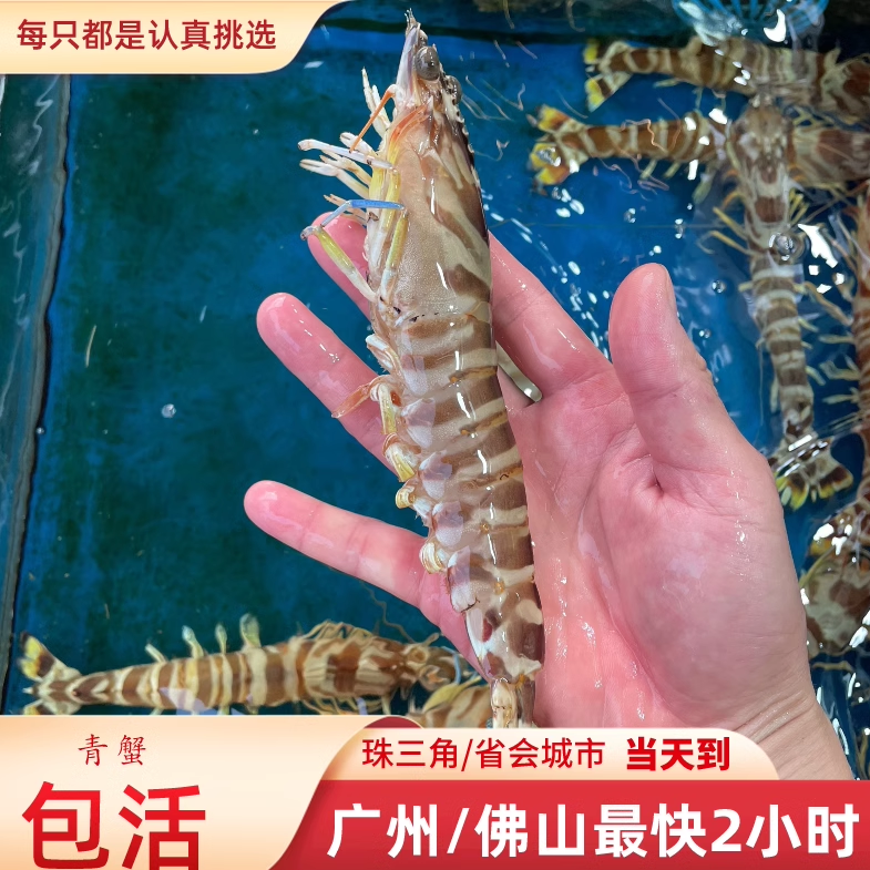 海捕大斑节虾九节虾花虾竹节虾10-12条500g长15-17cm支持同城跑腿