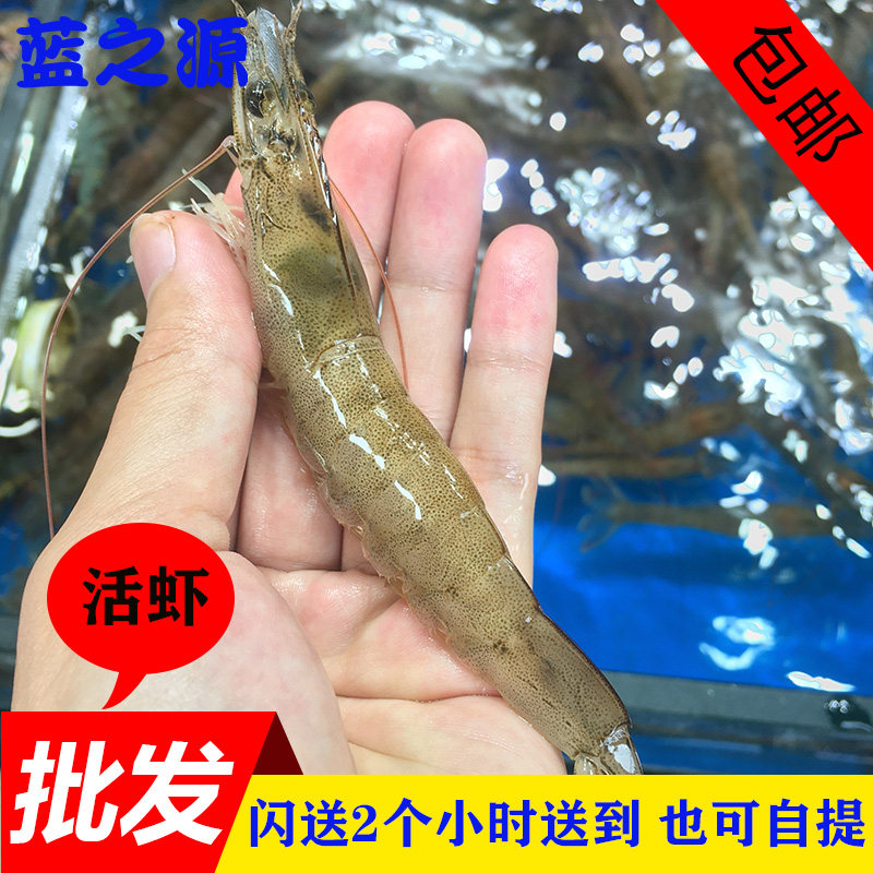 新鲜鲜活基围虾明虾大对虾 海虾 深海白虾活虾斑节虾海鲜水产500g