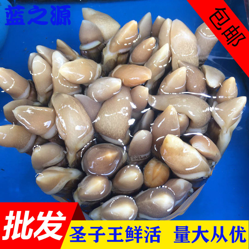 鲜活圣子王 新鲜大竹蛏 爱尔兰竹节蛏 特大海鲜水产贝类500g