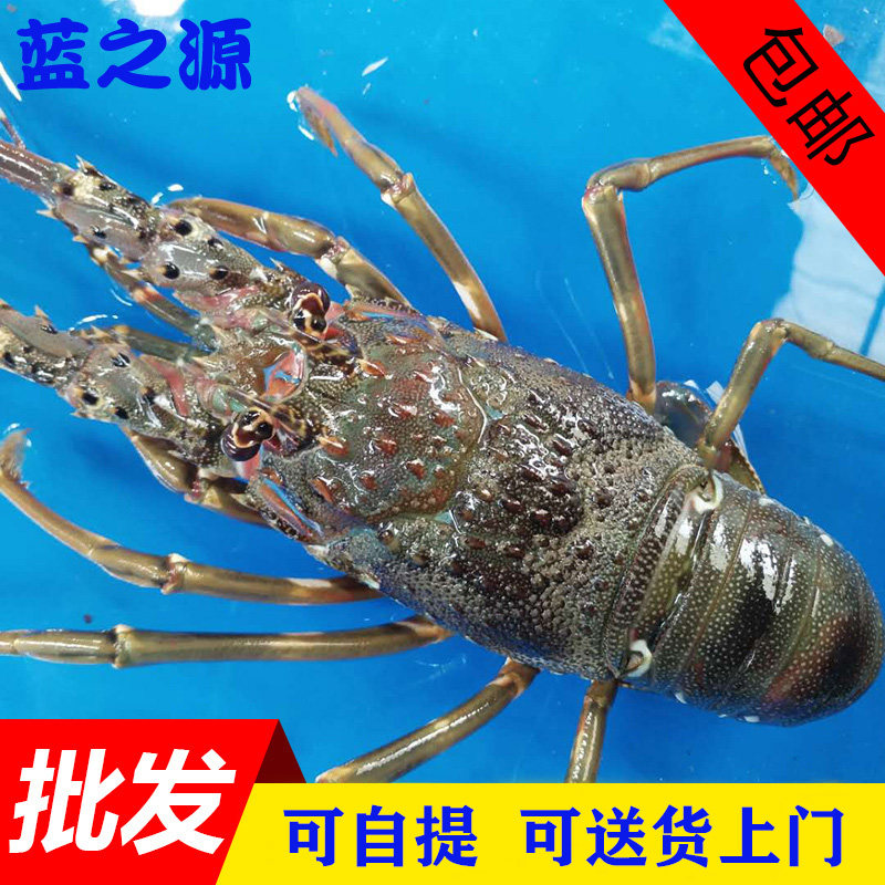 澳洲小青龙虾活体 小龙虾鲜活 越南印尼青龙虾仔海鲜水产500g包邮